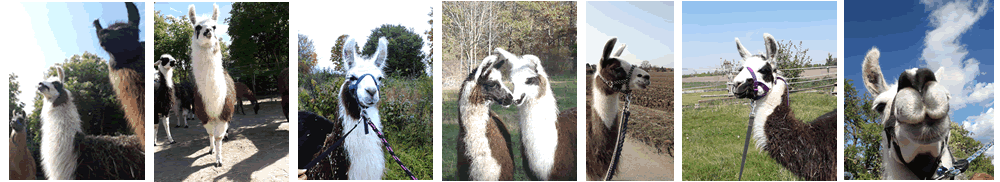 Pfälzer Lamas; Dannstadt-Schauernheim – Schnupperstunde Pfälzer Lamas; Dannstadt-Schauernheim – Schnupperstunde