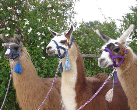 Die drei von der Tanke